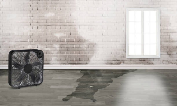 Best Fire Damage Restoration  in Newport, WA